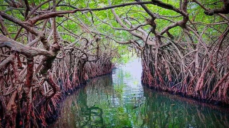 South Coast Sightseeing Day Trip From Colombo & Negombo - Good To Know