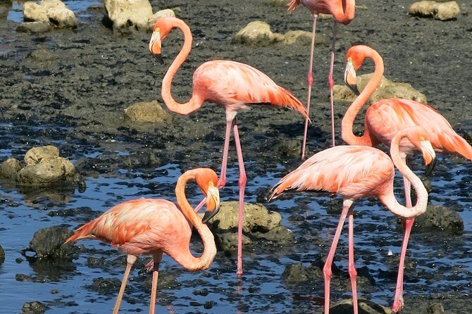 South island tour and Snorkel combo - A Detailed Look at the Tour Experience