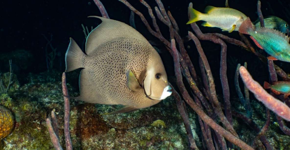 South Marine Park & Cozumel Reef Scuba Diving Tour - Scuba Diving Highlights