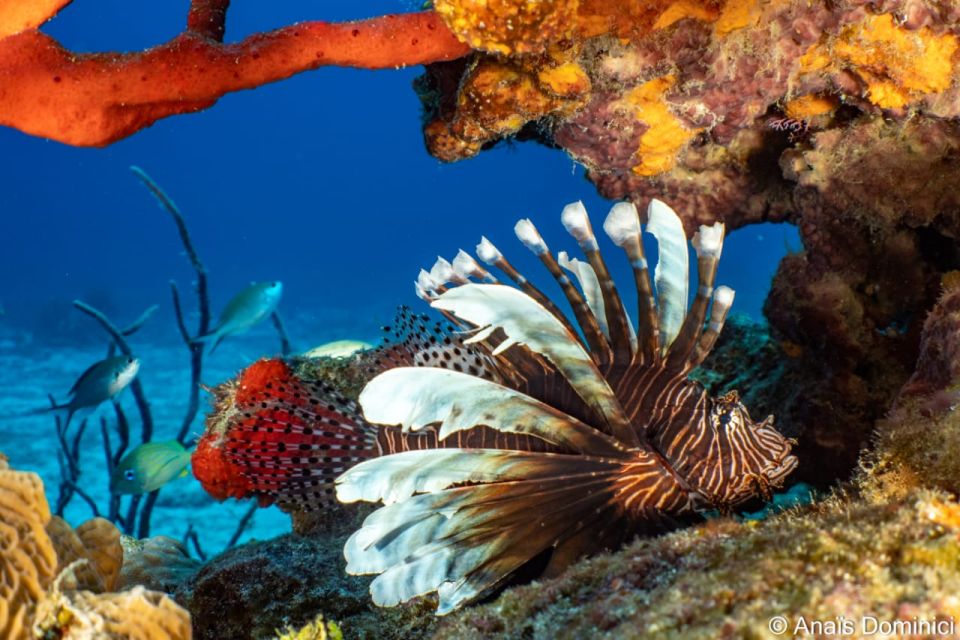 South Marine Park & Cozumel Reef Scuba Diving Tour - Instructor Qualifications
