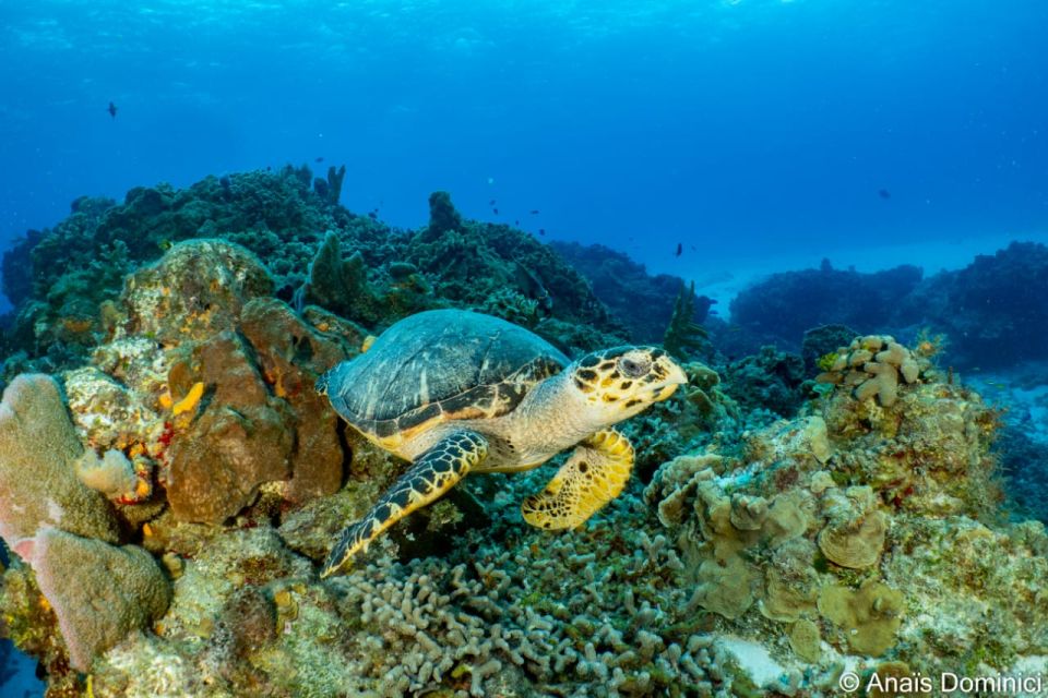 South Marine Park & Cozumel Reef Scuba Diving Tour - Marine Life and Fauna