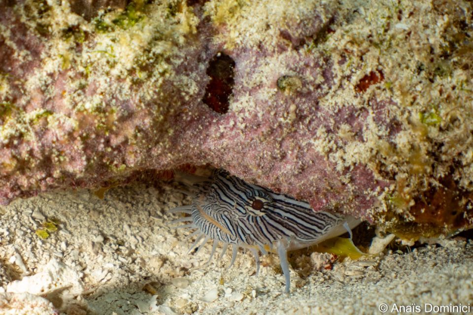 South Marine Park & Cozumel Reef Scuba Diving Tour - Meeting Point and Directions