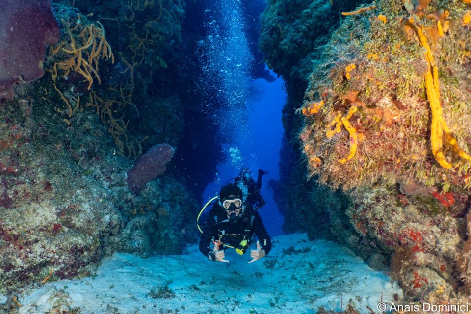 South Marine Park & Cozumel Reef Scuba Diving Tour - Booking and Availability