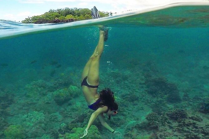 South Maui Kayak and Snorkel Tour With Turtles - Customer Experiences