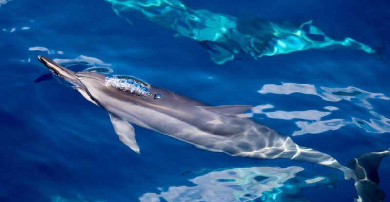 South Maui: Lanai Snorkel & Dolphin Watch from Maalaea - Starting from Maalaea Harbor: The Foundation of Your Day