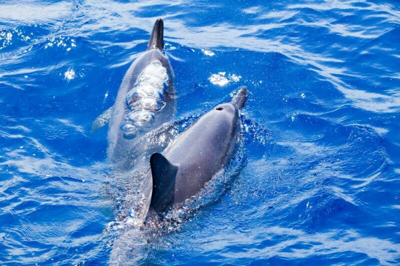 South Maui: Molokini & Turtle Adventure from Maalaea Harbor - The Practical Side: Cost, Comfort, and Booking