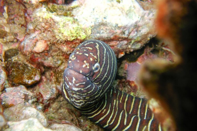 South Maui: Molokini & Turtle Adventure from Maalaea Harbor - Who Will Love This Tour?