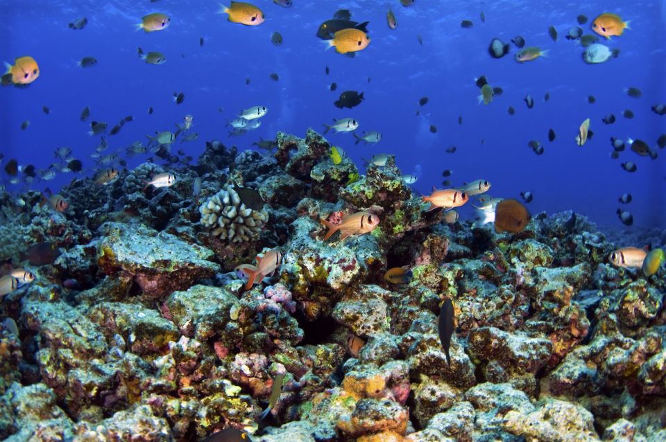 South Maui: Premium Turtle Town Kayak and Snorkel Tour - Booking Details