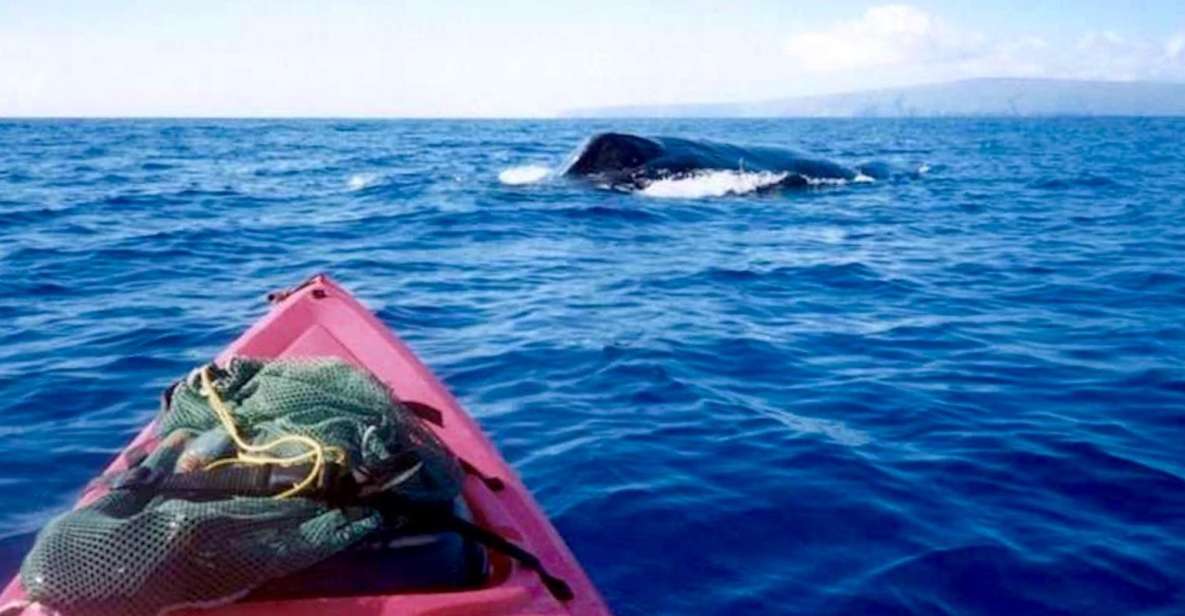 South Maui: Whale Watch Kayaking and Snorkel Tour in Kihei - Activities Offered