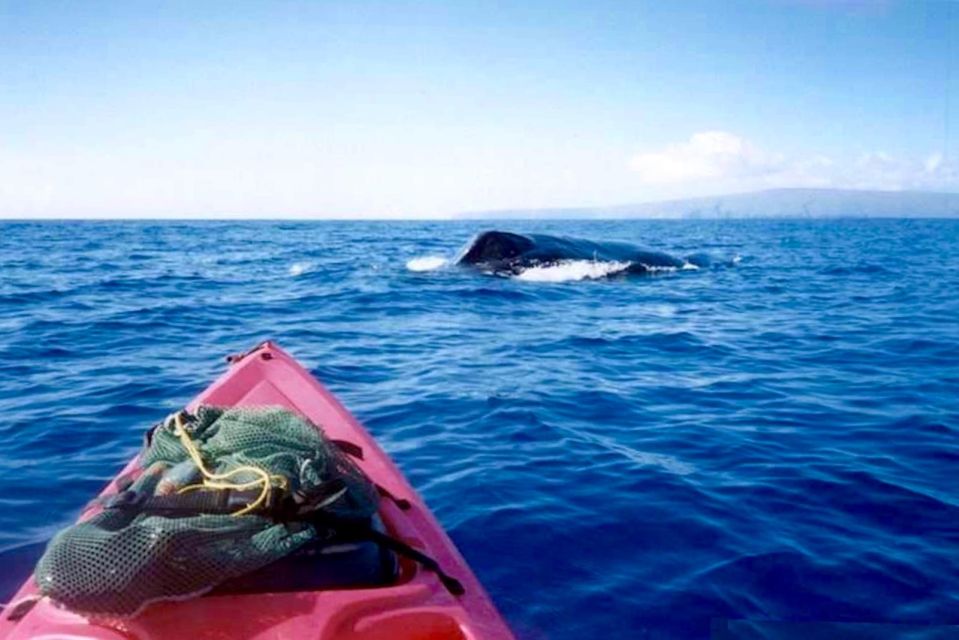 South Maui: Whale Watch Kayaking and Snorkel Tour in Kihei - Highlights of the Tour