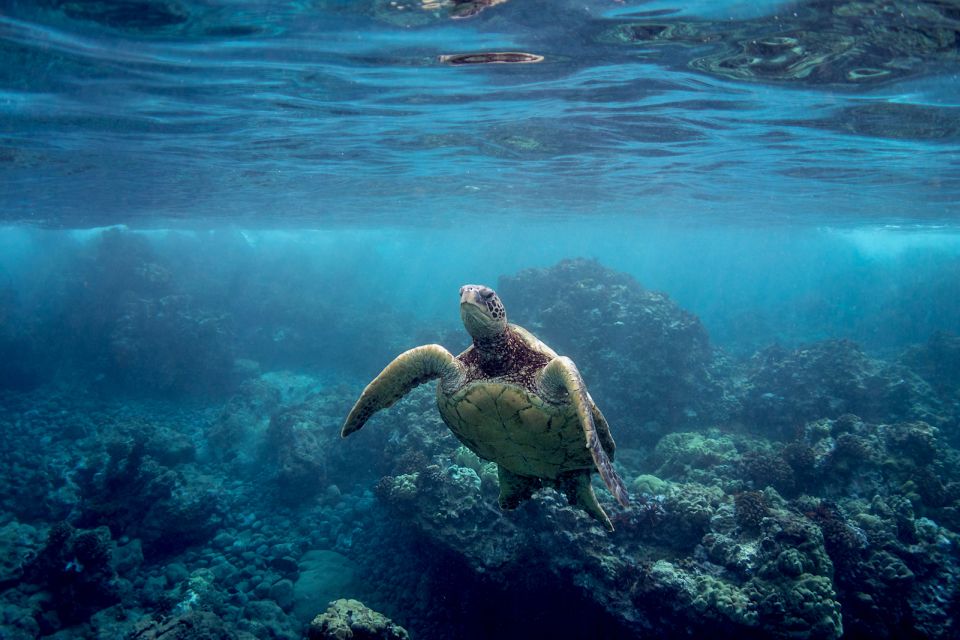 South Maui: Whale Watch Kayaking and Snorkel Tour in Kihei - Included in the Tour