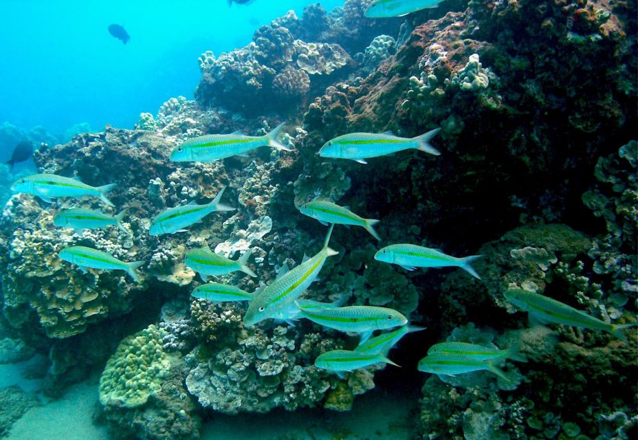 South Maui: Whale Watch Kayaking and Snorkel Tour in Kihei - Meeting Point Location