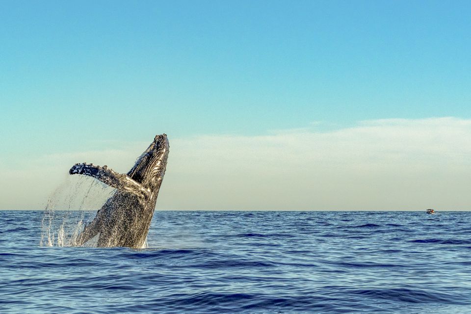 South Maui: Whale Watch Kayaking and Snorkel Tour in Kihei - Cancellation Policy