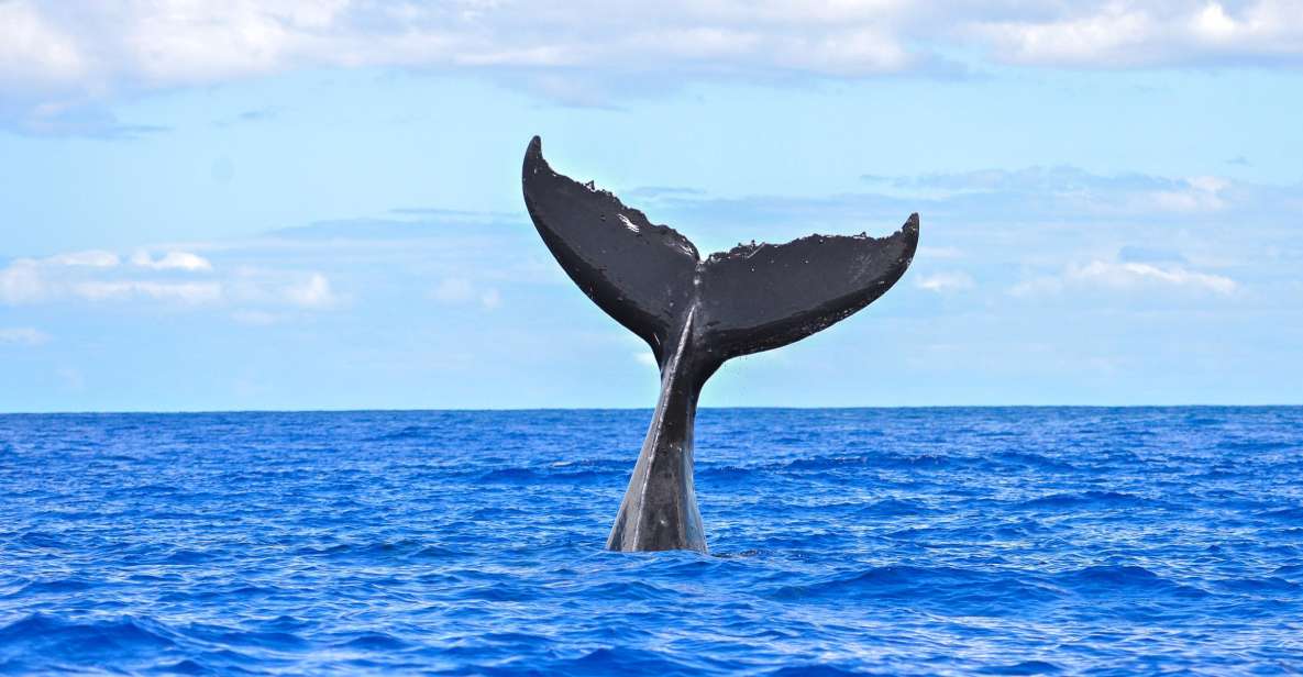 South Maui: Whale Watching Cruise Aboard Calypso - Highlights of the Calypso Excursion