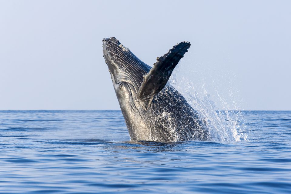 South Maui: Whale Watching Cruise Aboard Calypso - Exclusions and Additional Costs