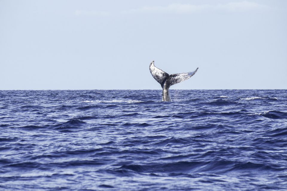 South Maui: Whale Watching Cruise Aboard Calypso - Location and Booking Information