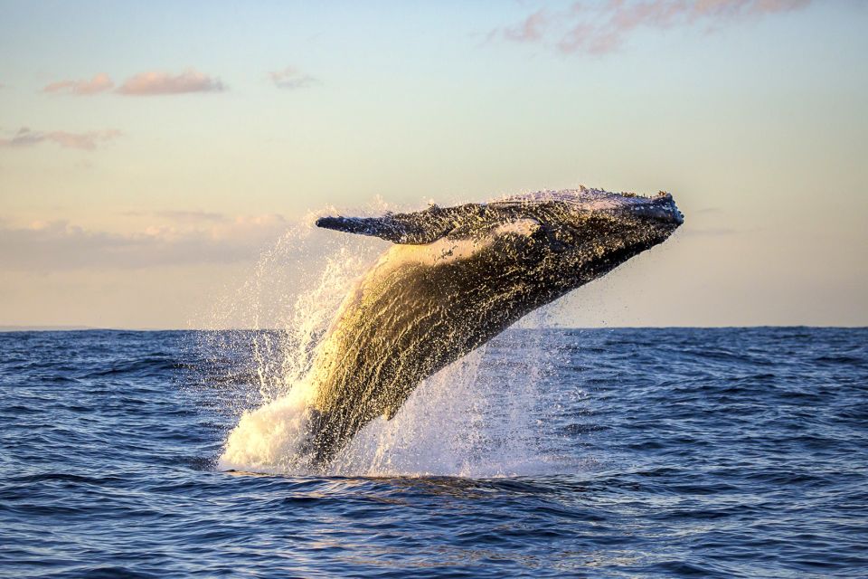 South Maui: Whale Watching Cruise Aboard Calypso - Cancellation and Refund Policy