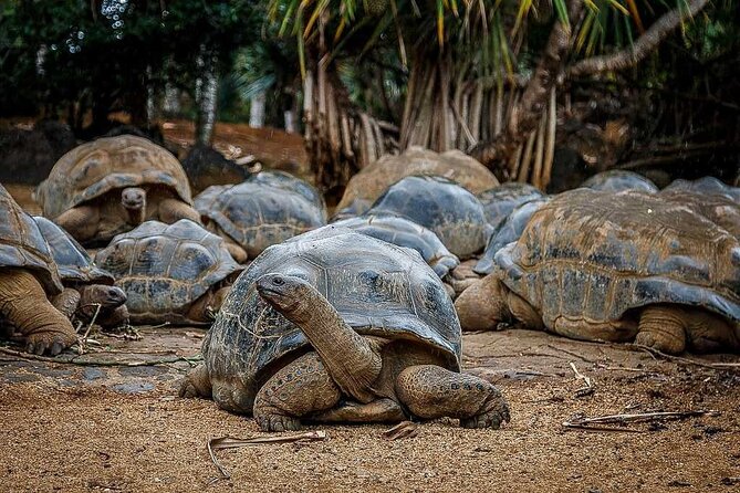 South of Mauritius : Crocodile Park, Lunch ,Rum and Tea Tasting - Highlights of Crocodile Park