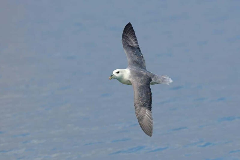 South Queensferry: Birdwatching Cruise with RSPB Guide - Exploring the South Queensferry Birdwatching Cruise with RSPB Guide