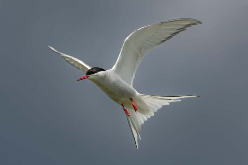 South Queensferry: Birdwatching Cruise with RSPB Guide - Who Will Love This Tour?
