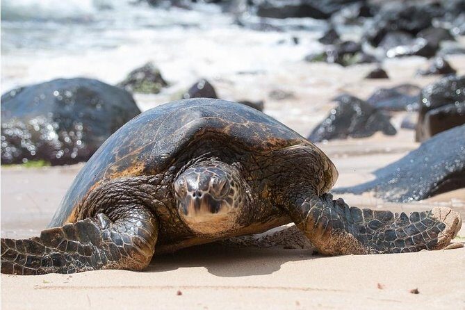 South Shore Aloha Friendly Tour - A Complete Look at the South Shore Aloha Friendly Tour