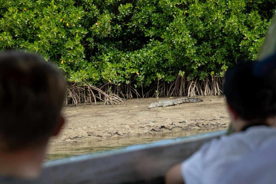 Southern Daintree Explorer Tour - Half Day - Recap