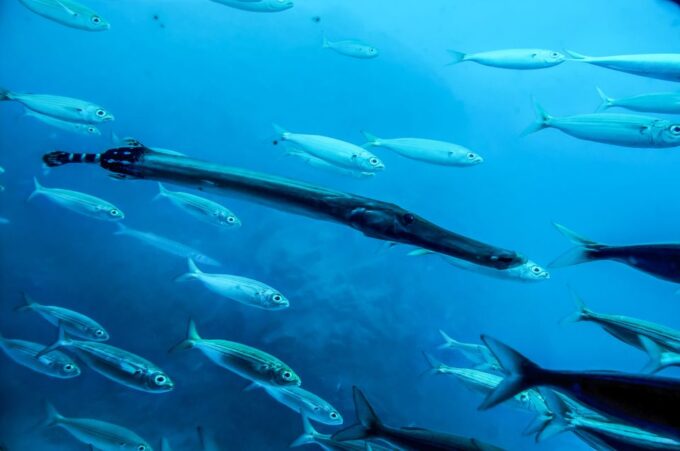 Southern Tenerife: 50-Minute Submarine Dive - Getting to the Amarilla Marina