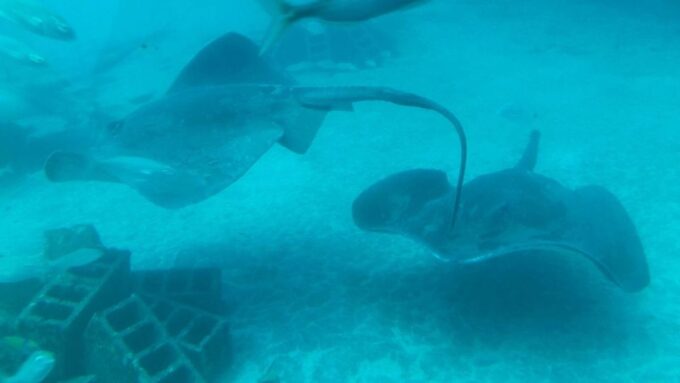 Southern Tenerife: 50-Minute Submarine Dive - Frequently Asked Questions