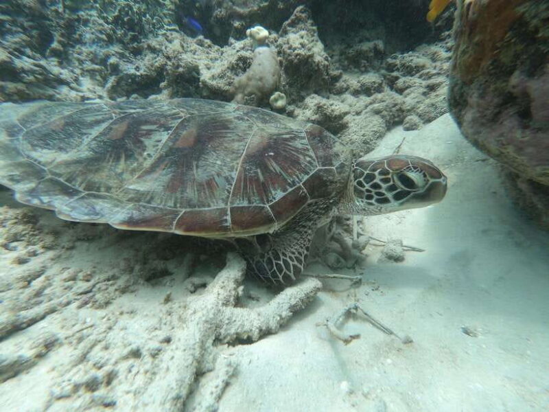 SouthWest Secret Gili,Gili Layar,Gili Gede&Gili Rengit - The Real Experience: What Travelers Are Saying