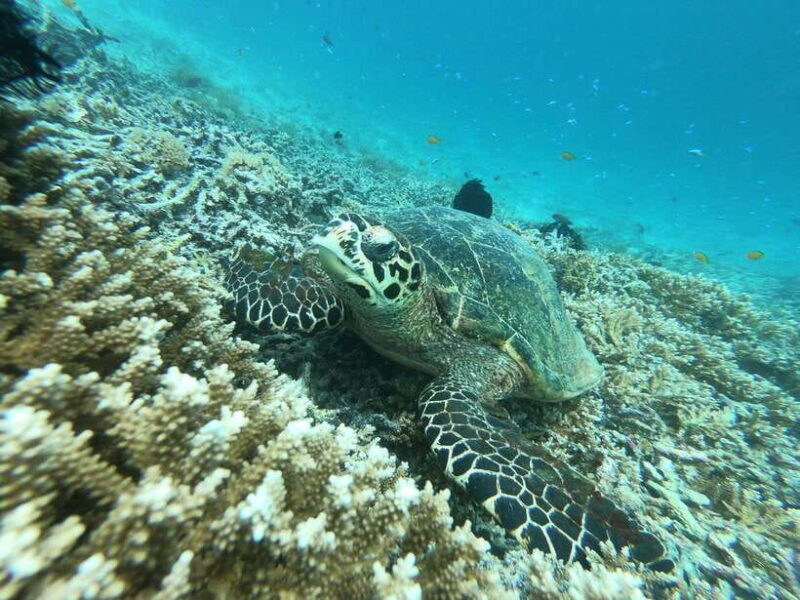 SouthWest Secret Gili,Gili Layar,Gili Gede&Gili Rengit - Frequently Asked Questions