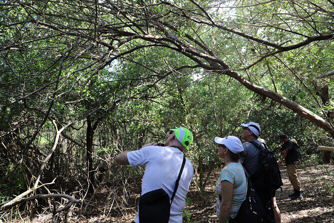 Spanish Lagoon Mangrove Trail & Bird Watching - Price, Value, and Booking