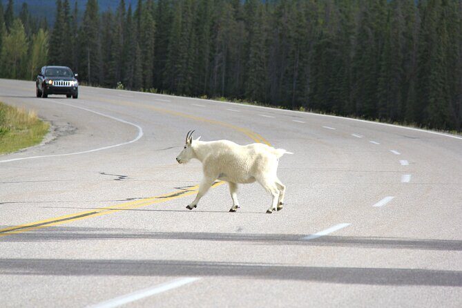 Spanish Private Tour to Banff and Lake Louise Canada from Calgary - Analyzing the Itinerary: What’s in Store