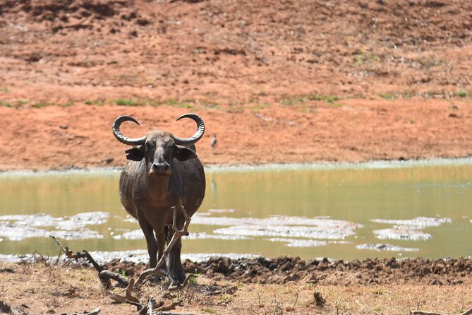 Special Leopard Safari Tour in Yala National Park by Malith & the Team - Yala National Park Highlights