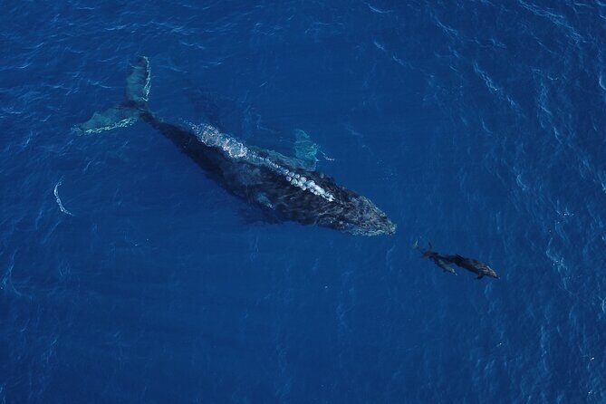 Speed Boat Whale Watching Tour - What’s Included and What’s Not