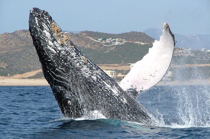 Speed Boat Whale Watching Tour - The Experience in Action: What to Expect
