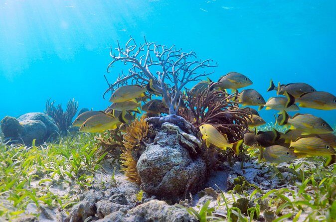 Speed Through Cancun: Explore Mangroves, Reefs & MUSA in One Tour - Who Will Love This Tour?