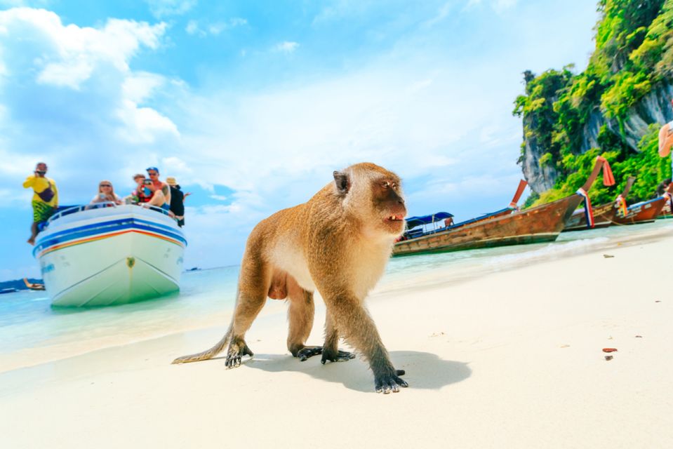 Speedboat to Phi Phi, Maya Bay & Bamboo Island From Krabi - Key Points