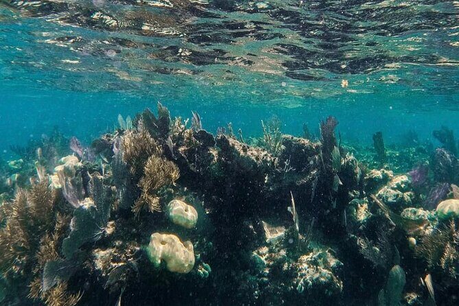 Speedboat tour Snorkeling and Transportation for One Price - A Closer Look at the Itinerary