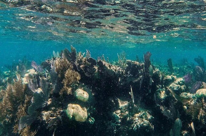 Speedboat tour Snorkeling and Transportation for One Price - Analyzing the Value