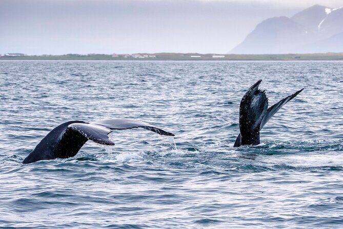 Speedboat Whale Watching Small-Group Tour in Reykjavik - The Sum Up: Who Should Consider This Tour?