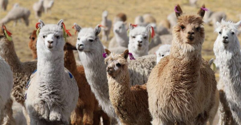 Spin Course With Alpaca Wool - Wool Preparation