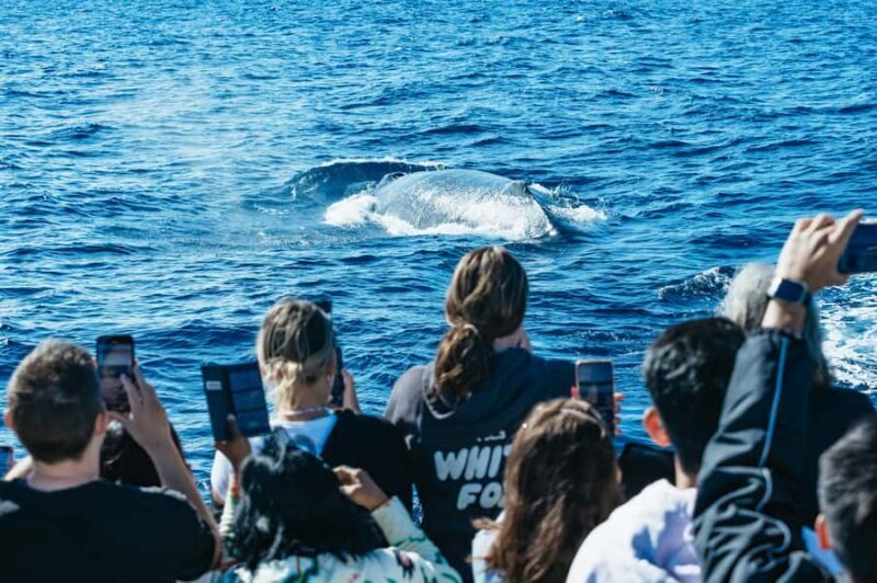 Spirit of Gold Coast 2.5-Hour Whale Watching Tour - The itinerary: what to expect