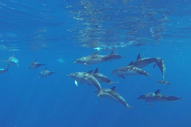 Spirit of the Sea: Cetacean sighting in Gran Canaria - Key Points