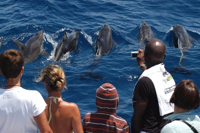Spirit of the Sea: Cetacean sighting in Gran Canaria - An In-Depth Look at the Experience