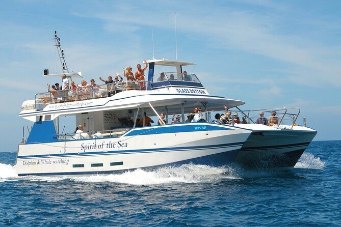 Spirit of the Sea: Cetacean sighting in Gran Canaria - The Sum Up