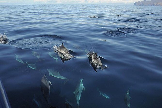 Spirit of the Sea: Cetacean sighting in Gran Canaria - FAQ