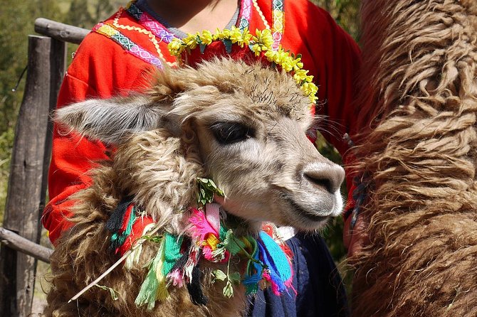 Spiritual Meditation in the Sacred Valley of the Incas & Machu Picchu 2 Days - Reflections and Takeaways