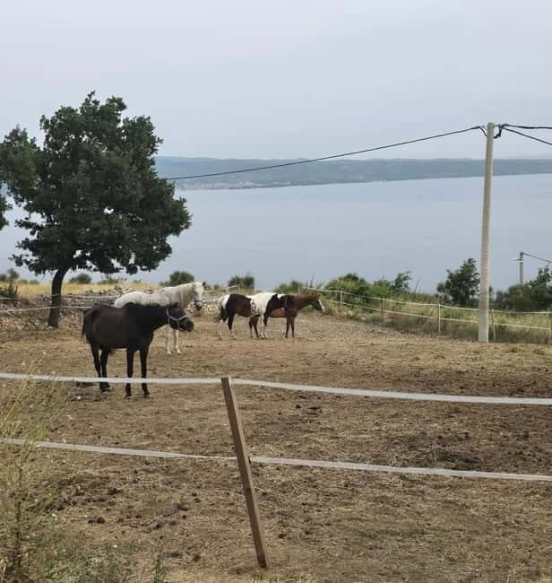 SPLIT: Guided ATV Tour Gornja Podstrana & Horses - Who Will Love This Tour?