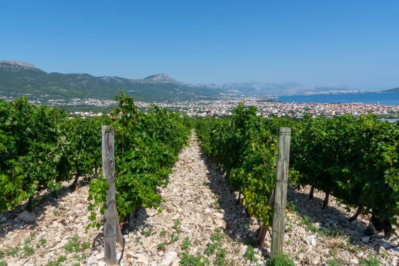 Split: Katela Wine Tasting and Food Pairing - An In-Depth Look at the Katela Wine Tasting and Food Pairing Experience