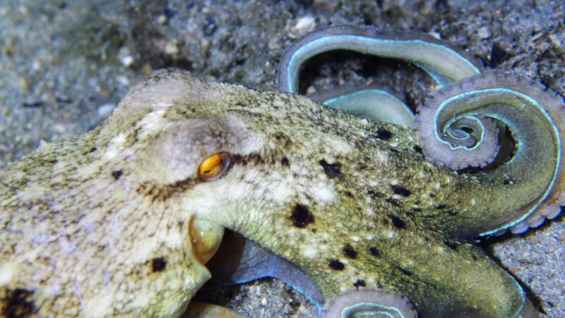 Split-Makarska-Brela Try SCUBA Dive - Highlights and Inclusions